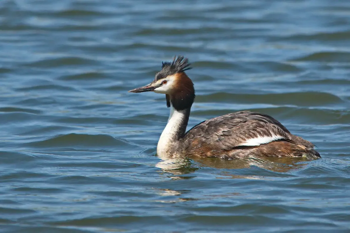 Лебедь кликун раскраска для детей