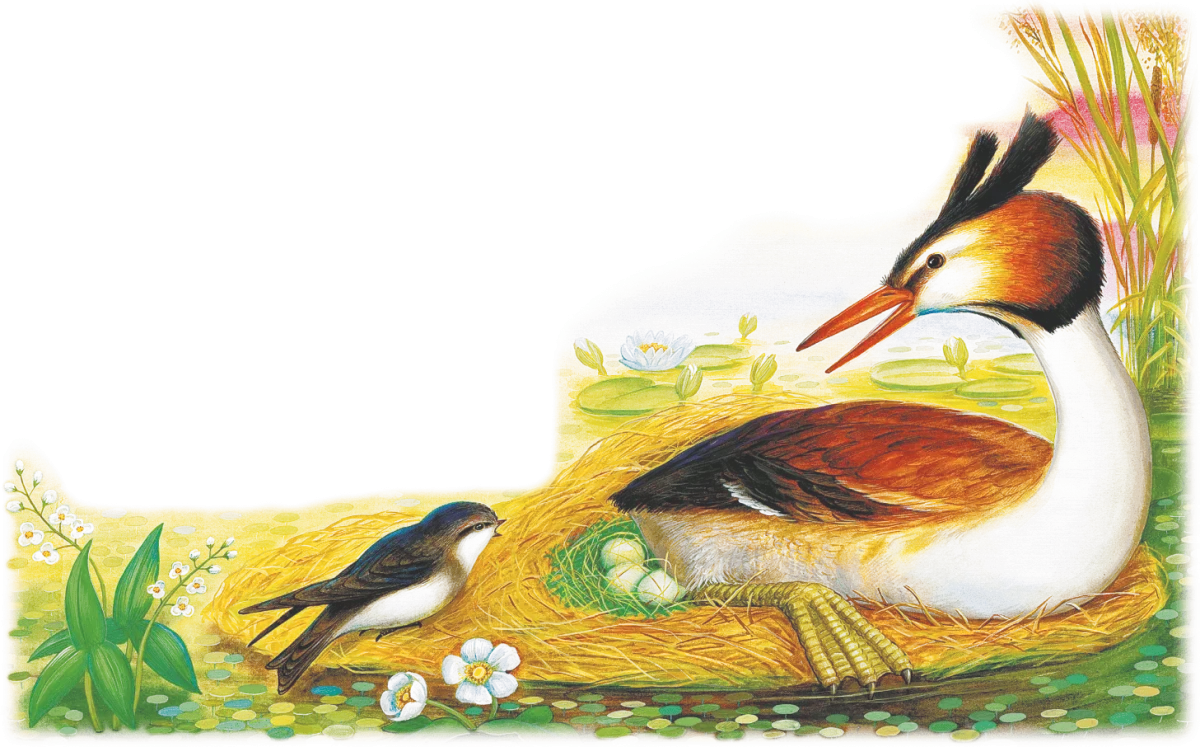 Чомга на белом фоне