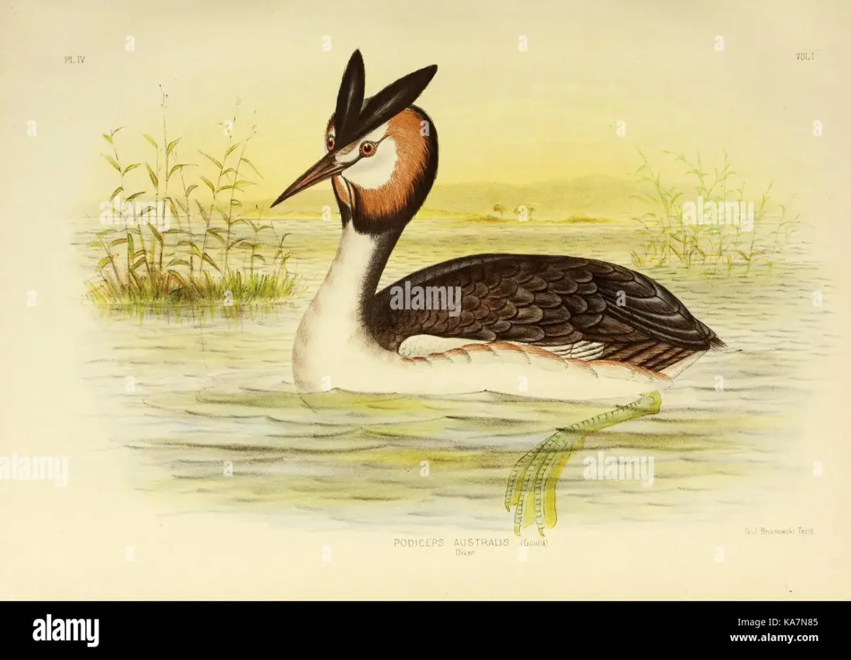 Чомга рисунок