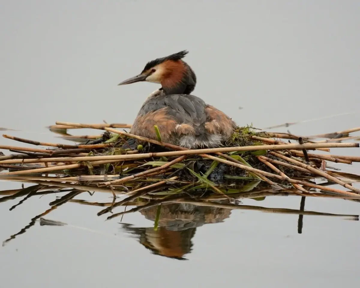 Птица тупик раскраска