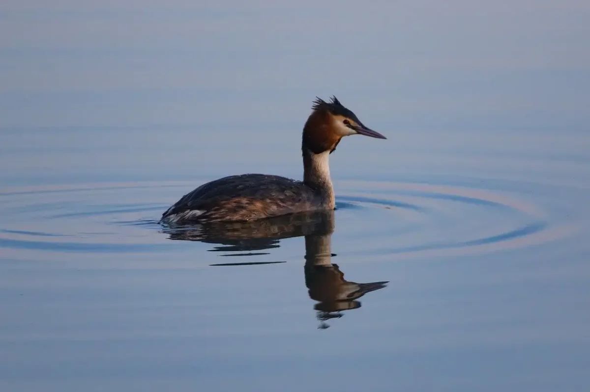 Бекас Кулик птица