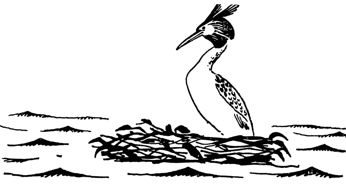 Поганка птица раскраска