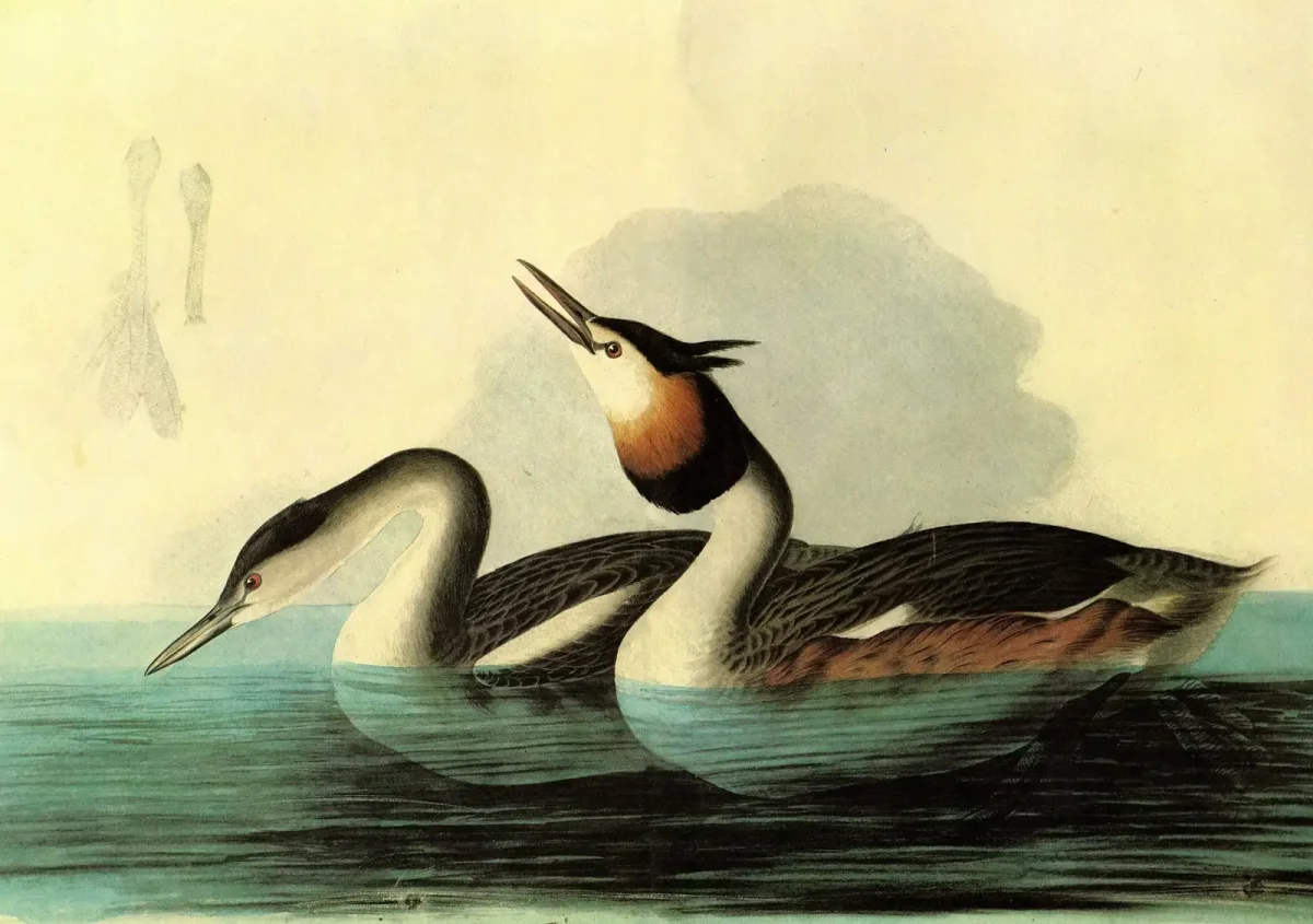 Одюбон Джон иллюстрации