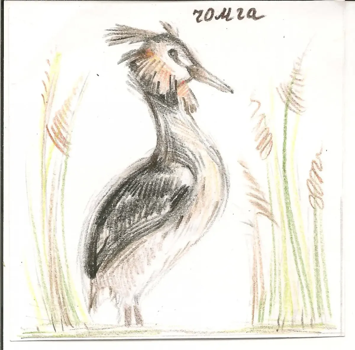 Чомга рисунок