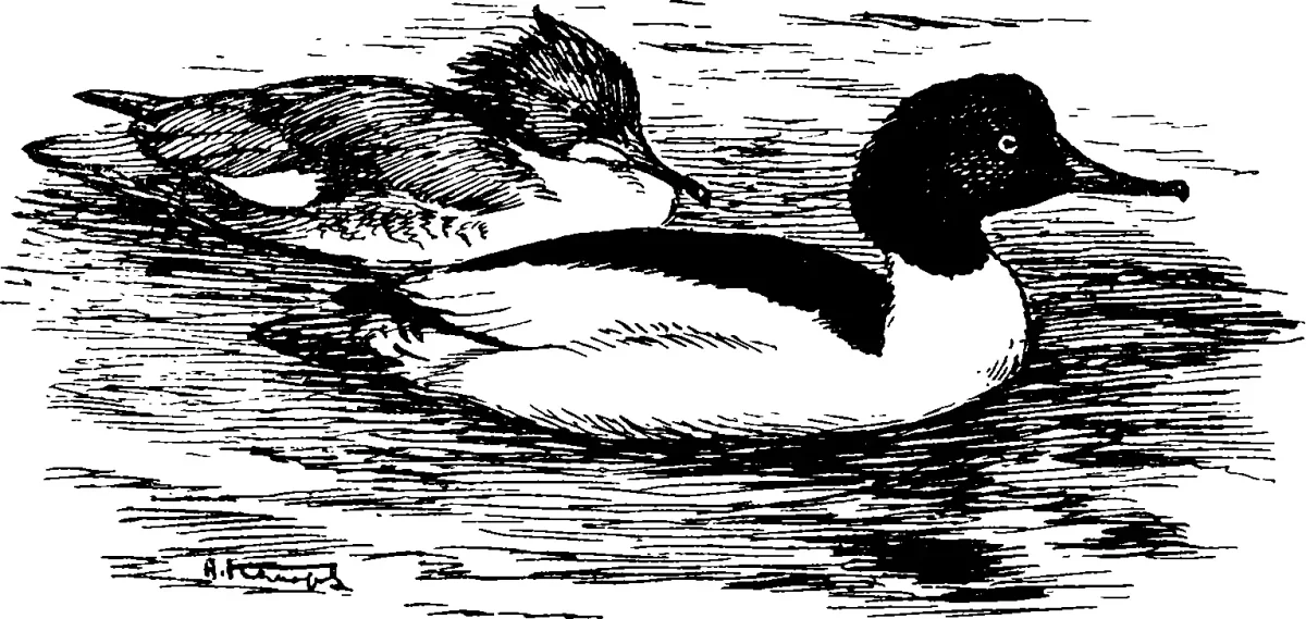 Крохали птицы силуэт