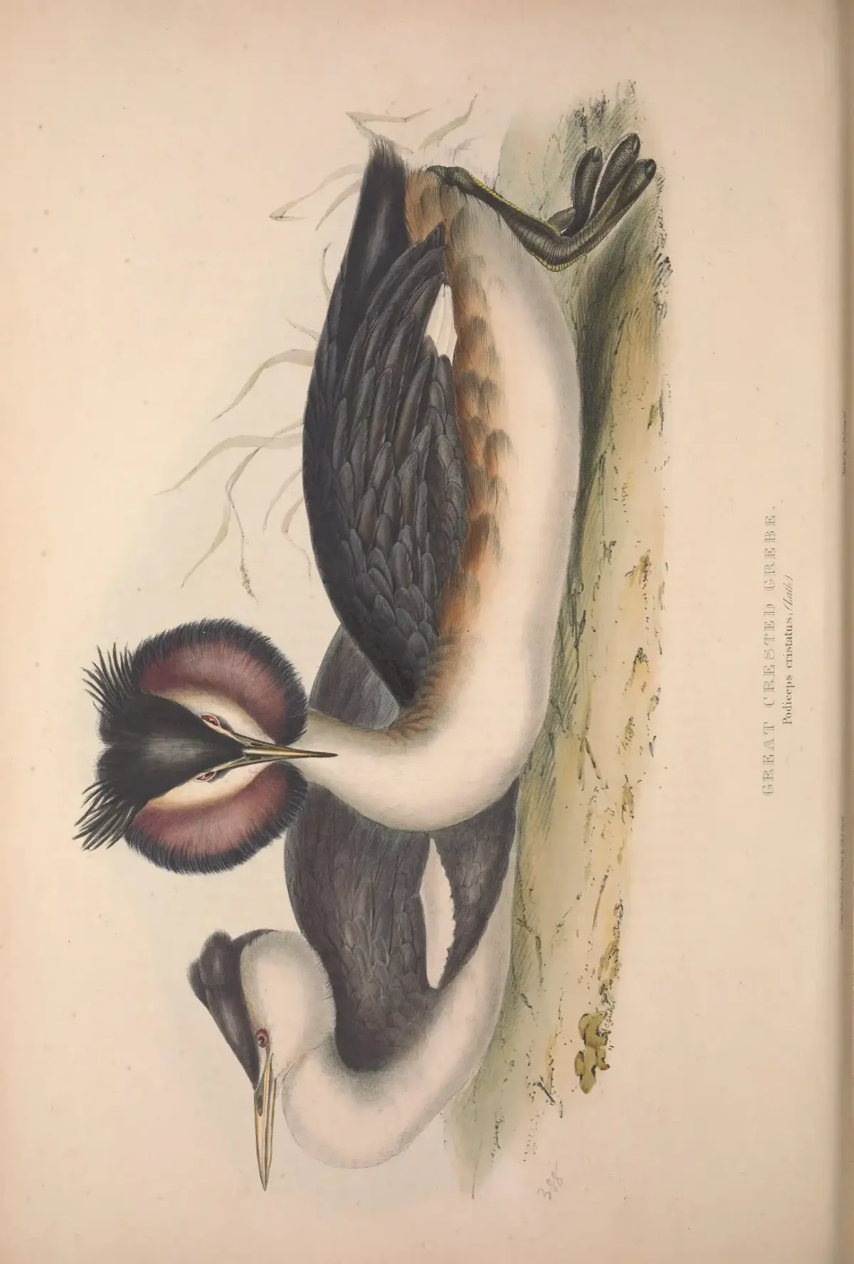 Иволга раскраска