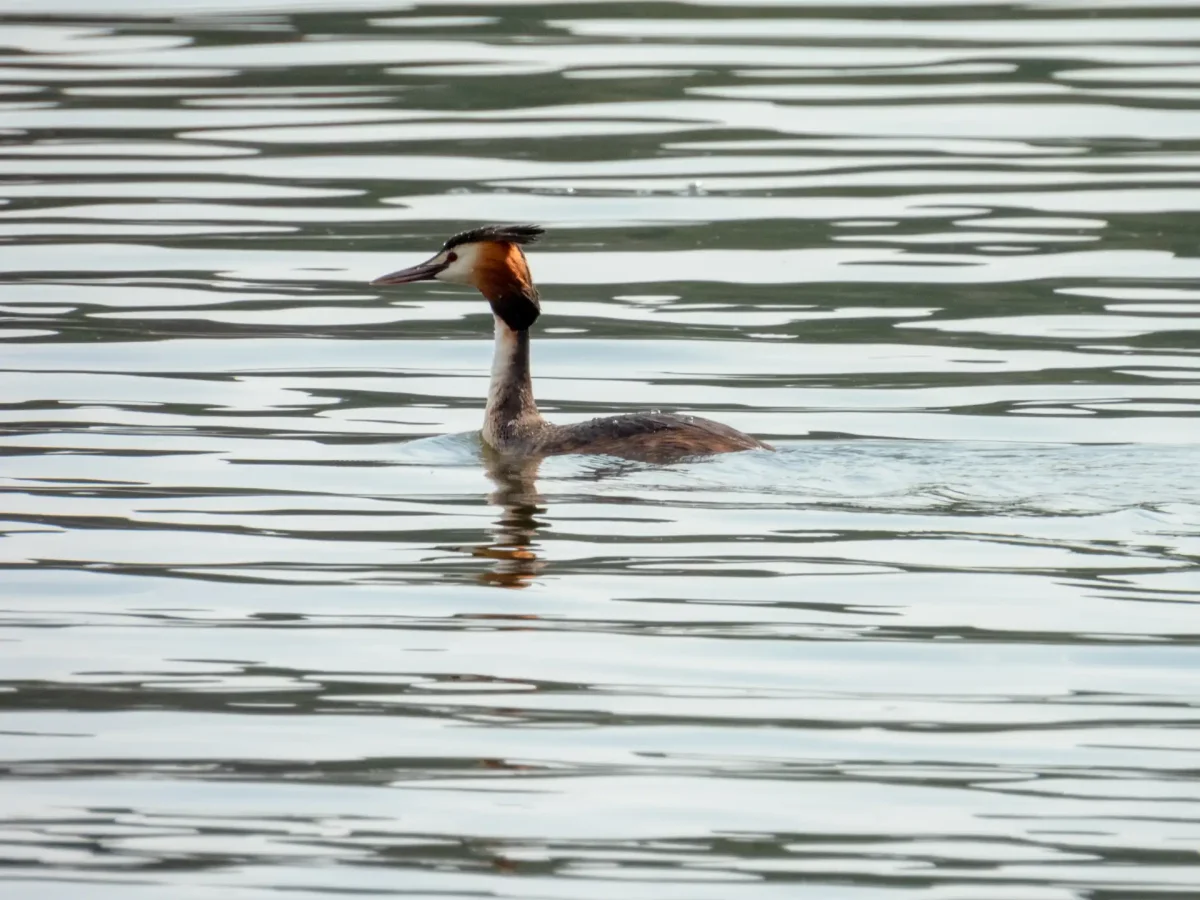 Цапля рисунок для детей