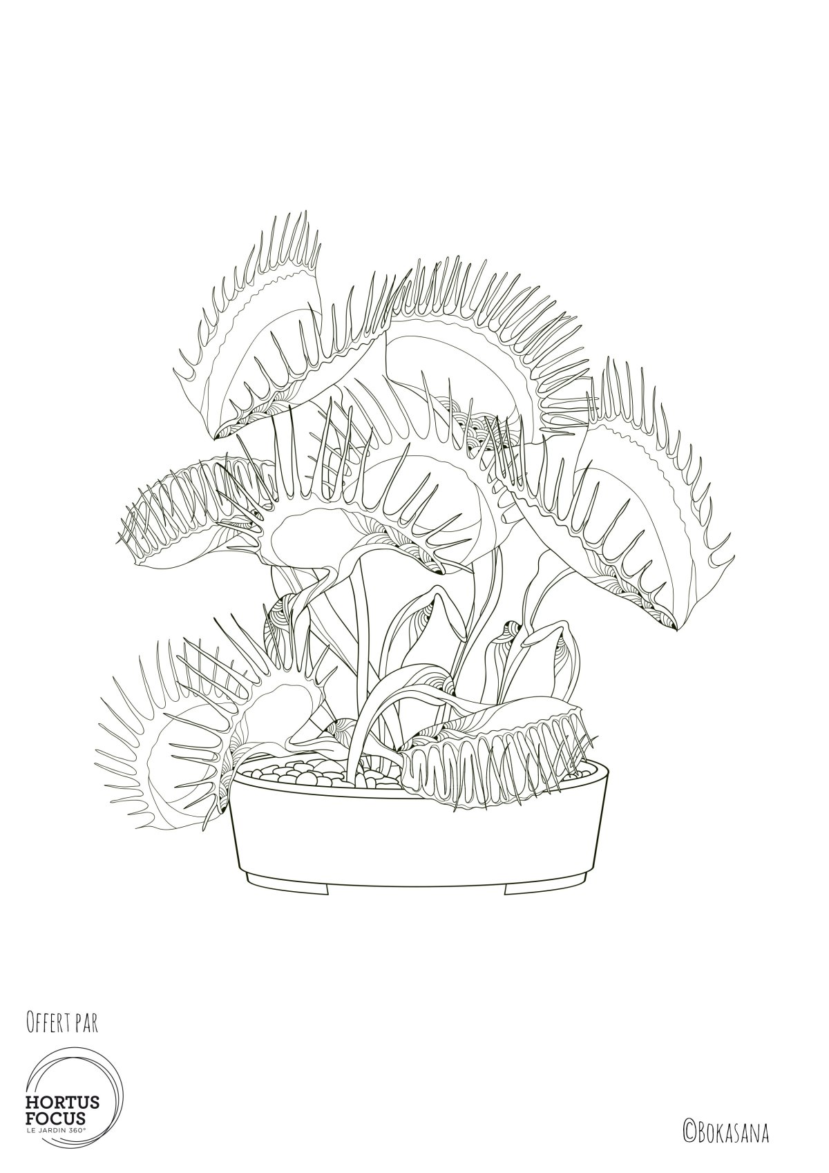 Венерина мухоловка растение раскраска