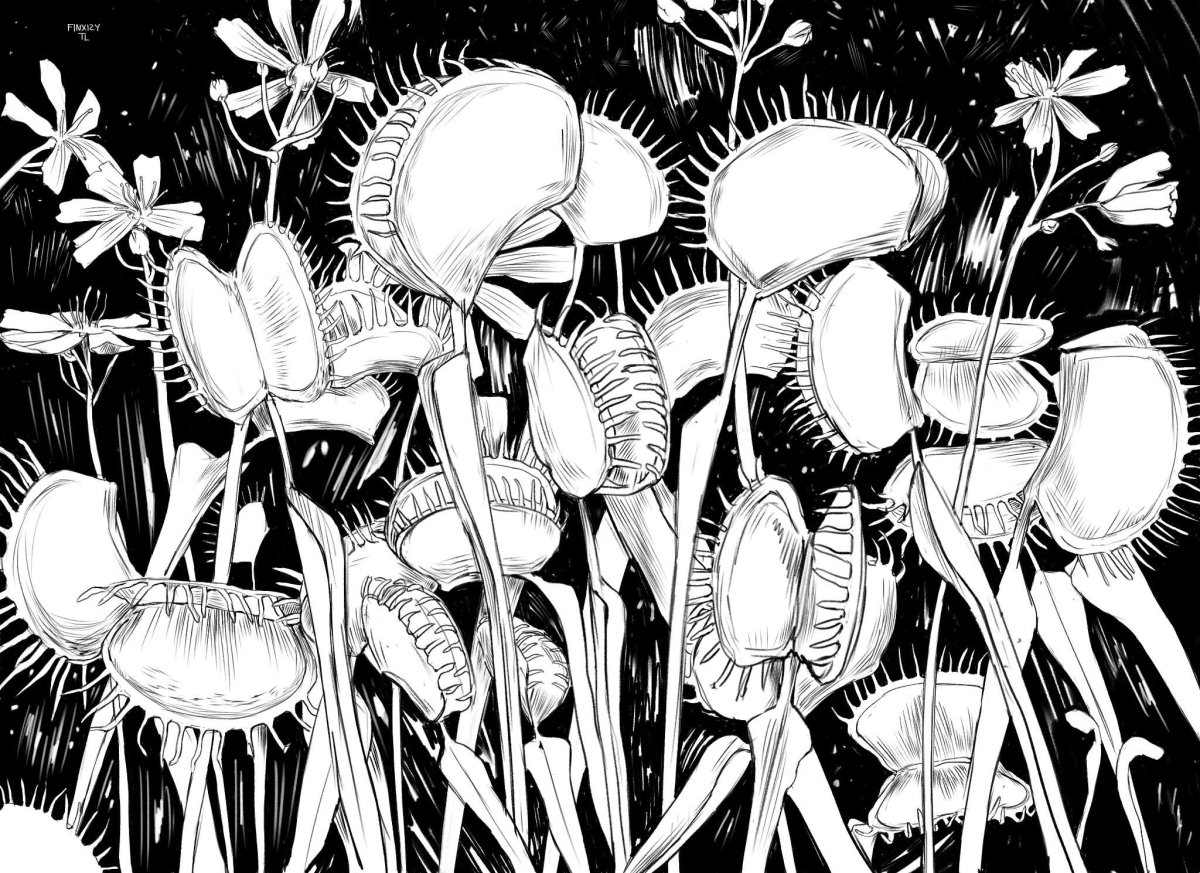 Венерина мухоловка