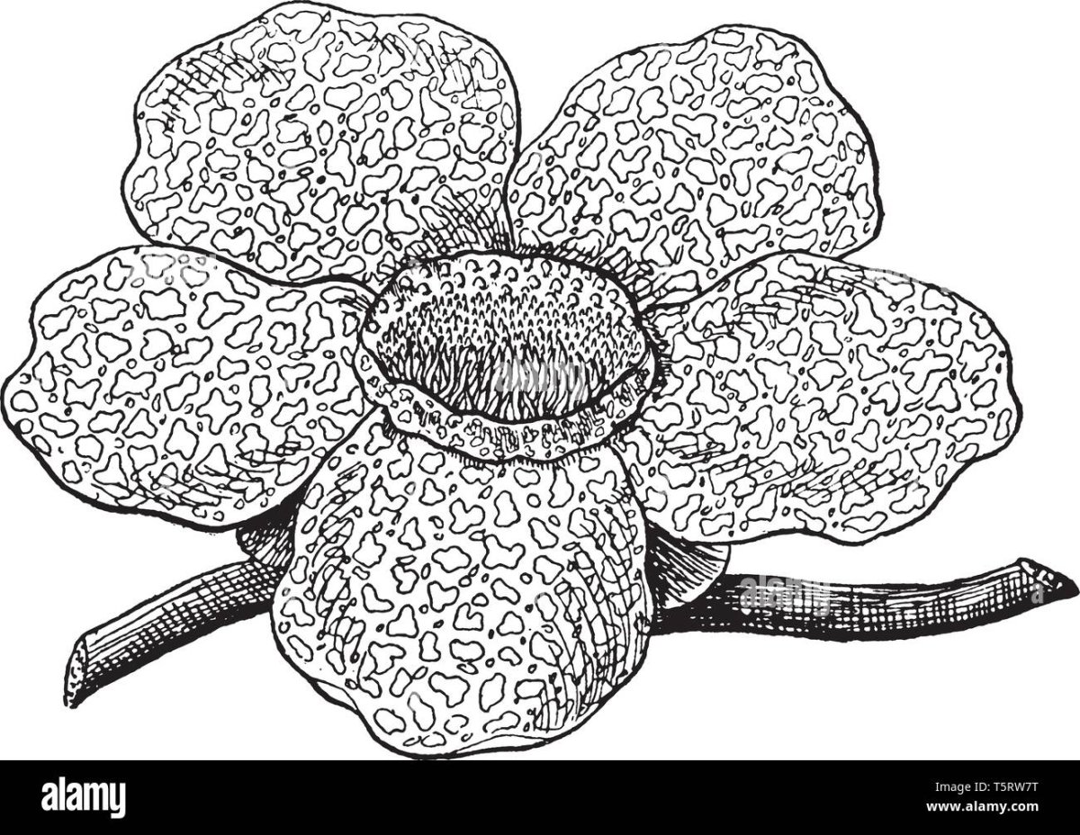 Венерина мухоловка раскраска для детей