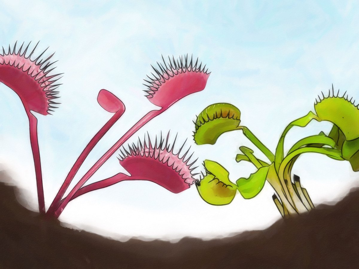 Фантастическое растение которое питается необычным способом рисунок