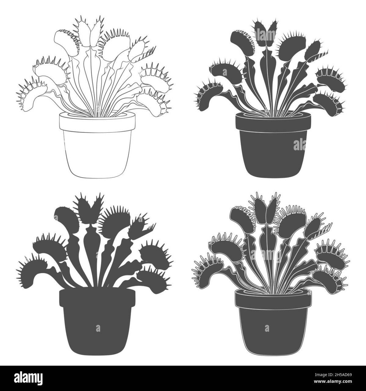 Растение раффлезия Арнольди