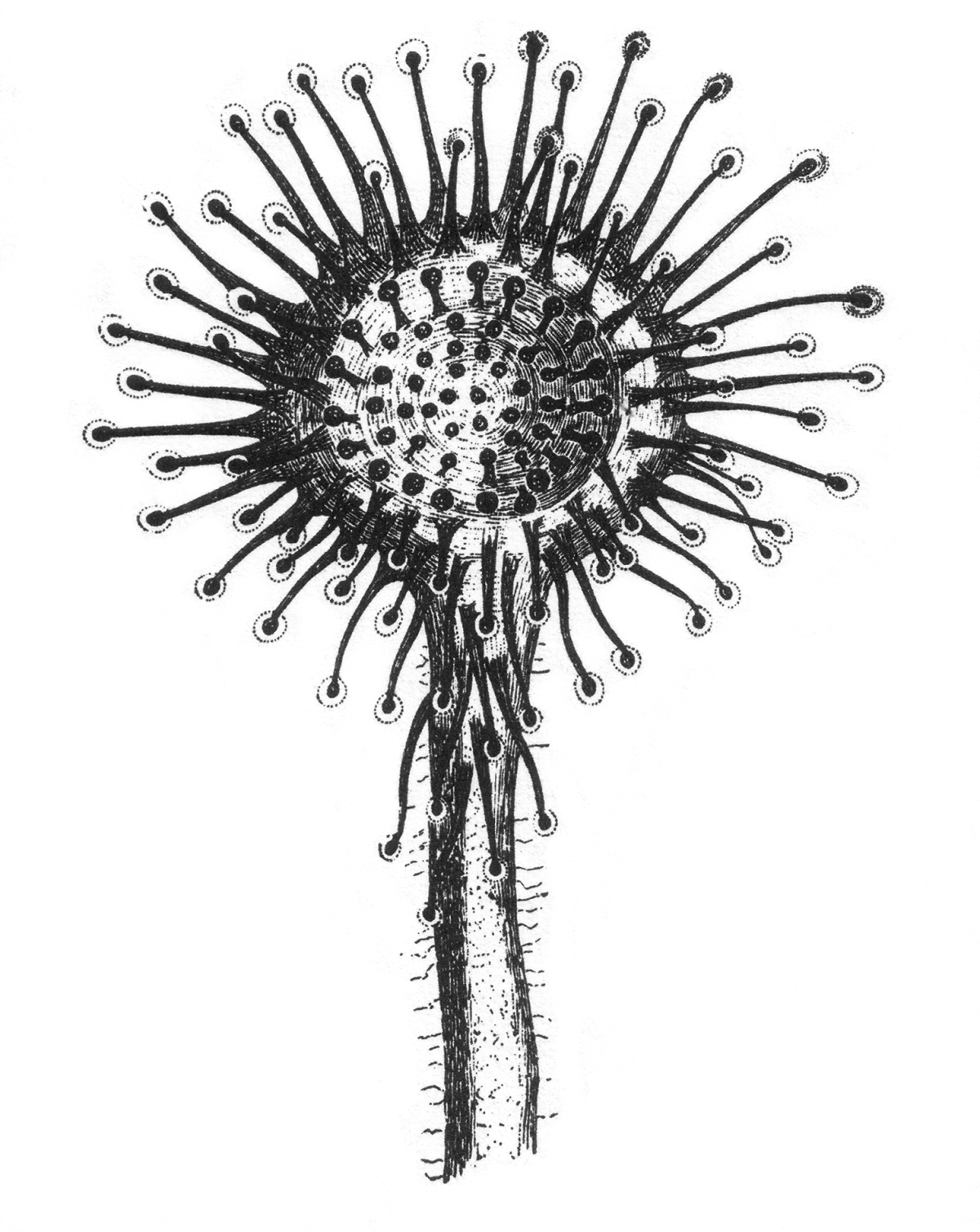 Крокус раскраска