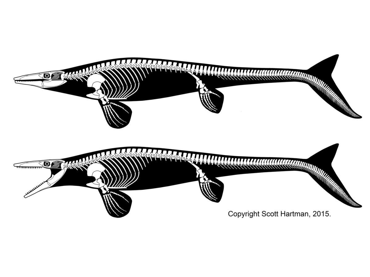 Плезиозавр раскраска для детей