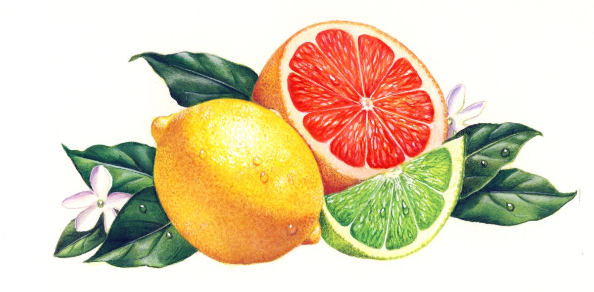 Три апельсина иллюстрации