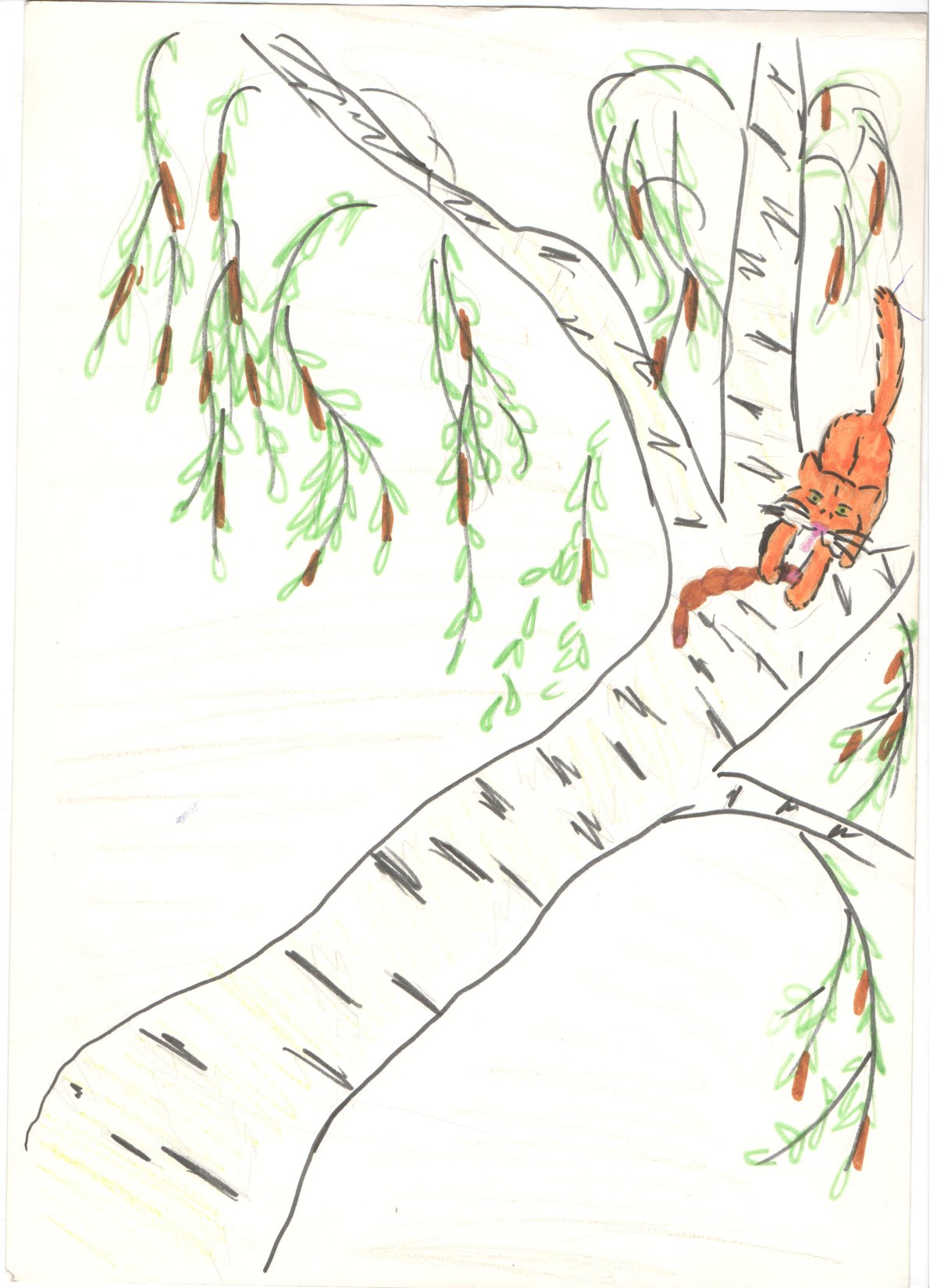 Кот Мейн кун