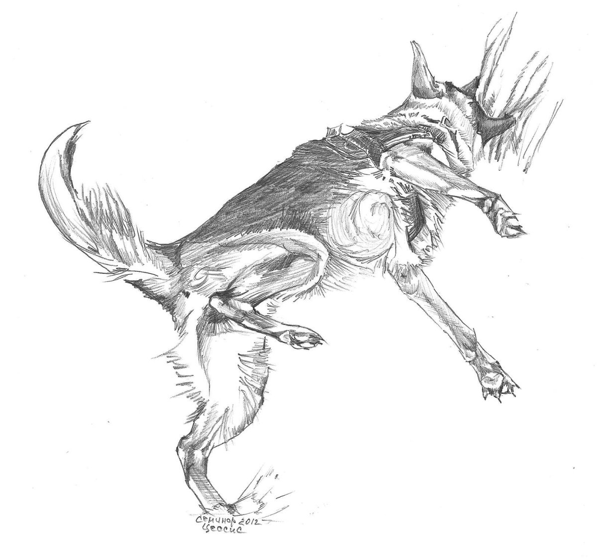 Бордер колли рисунок