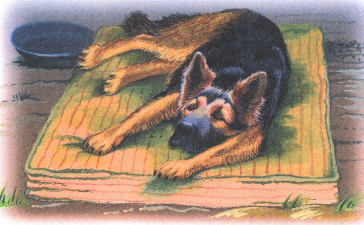 Иллюстрации к рассказу мушка Чаплина