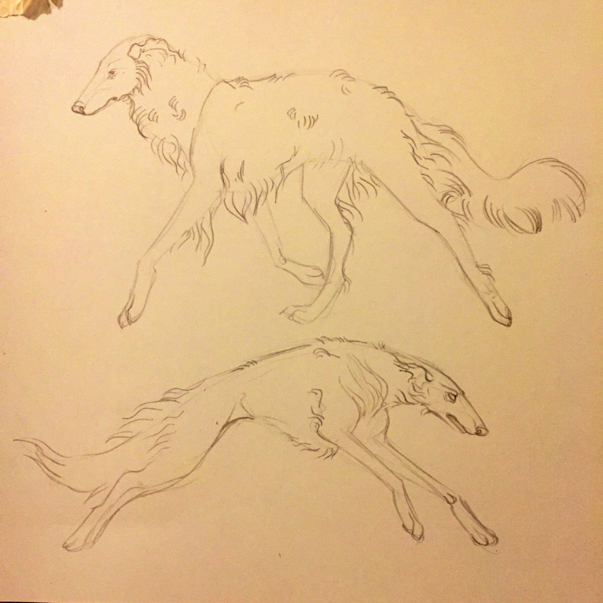 Бездомные животные иллюстрация