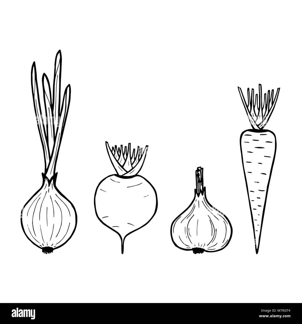 Луковица карандашом