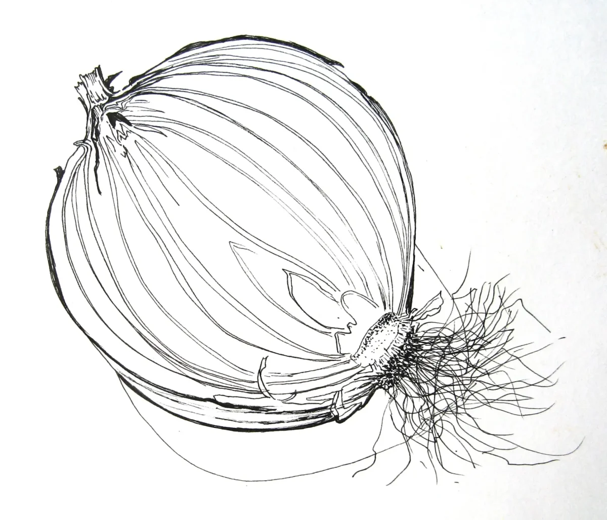 Зеленый лук раскраска