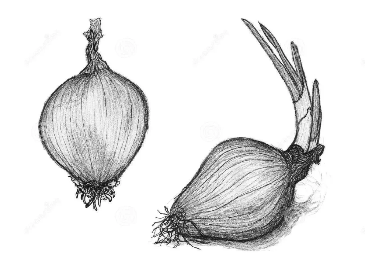 Лук карандашом