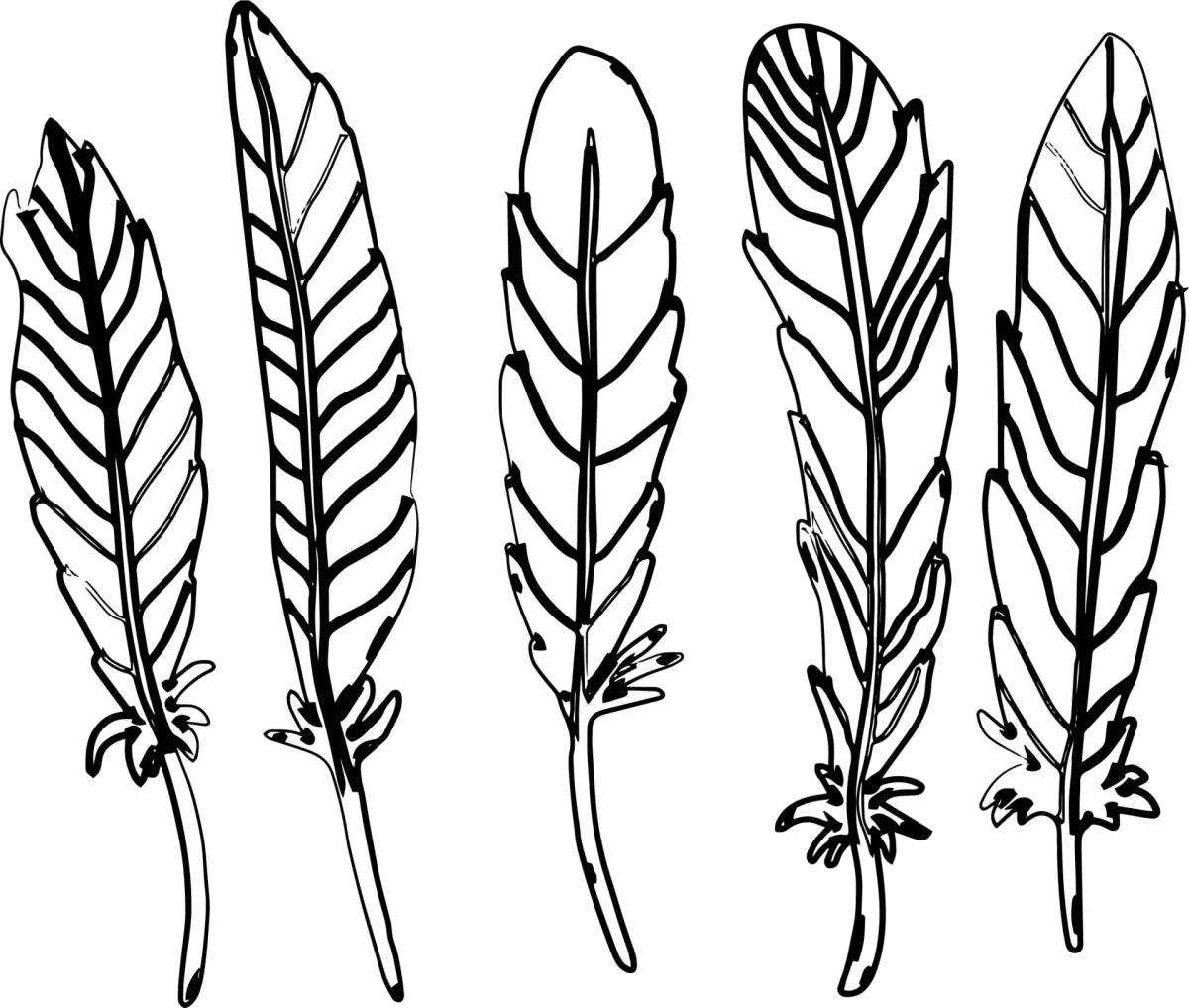 Перья индейца