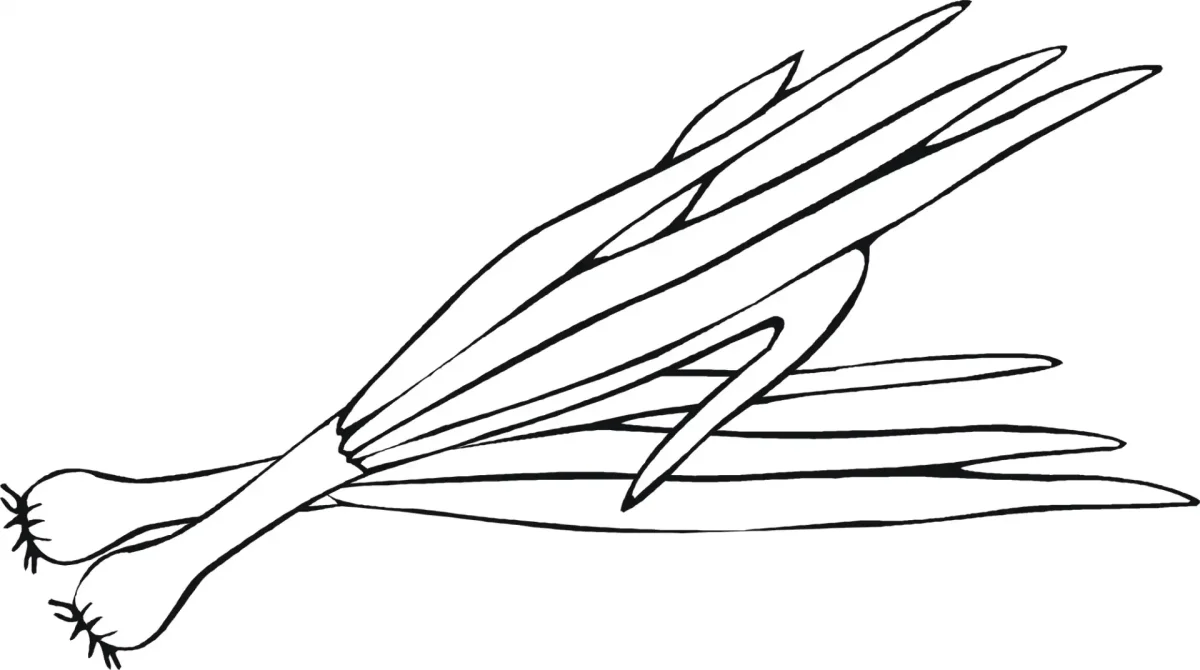 Лук порей вектор