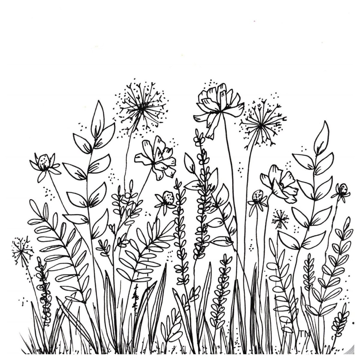 Лечебные травы раскраска