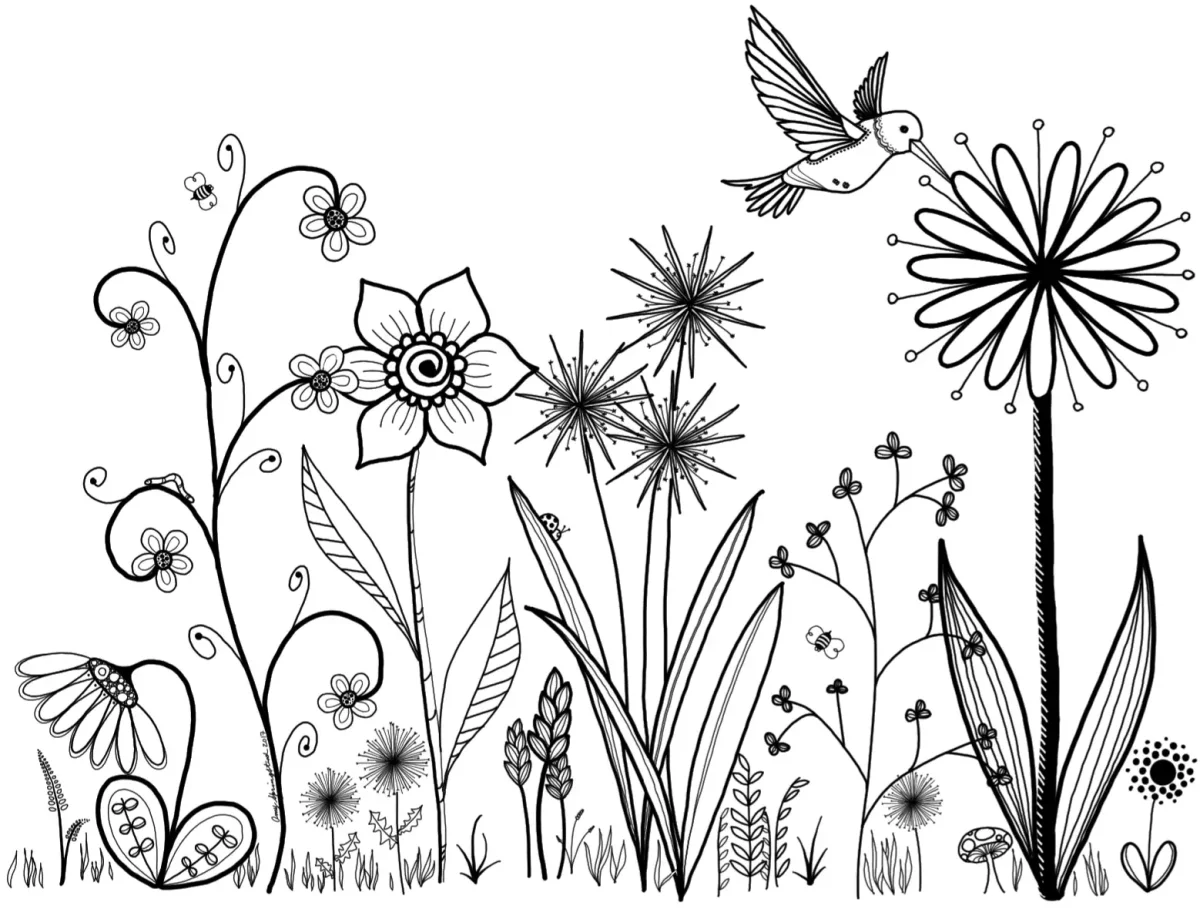 Полевые цветы раскраска