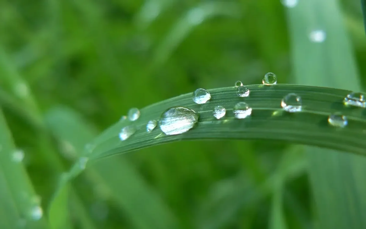 Что такое роса для детей