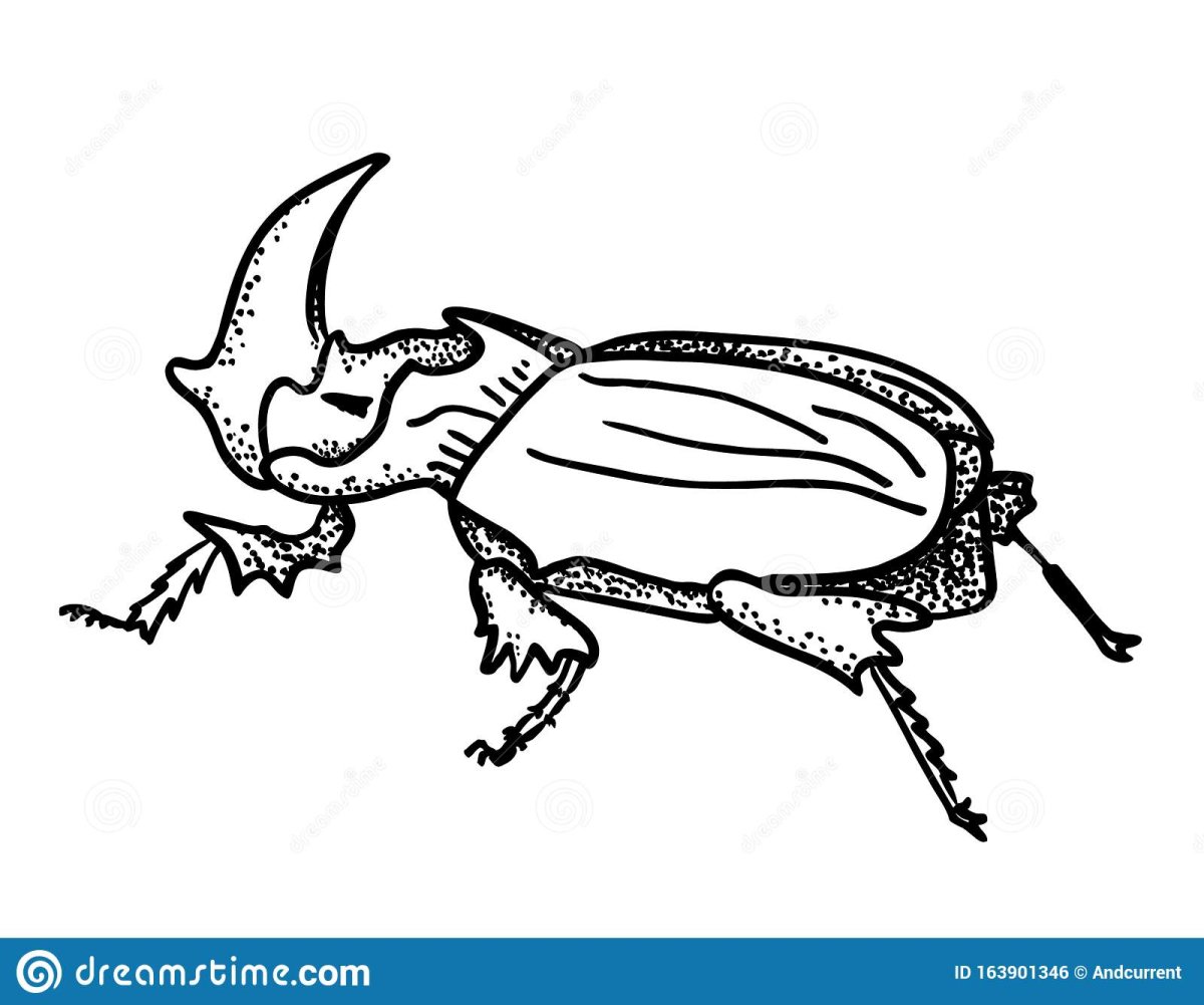 Насекомые. Раскраска