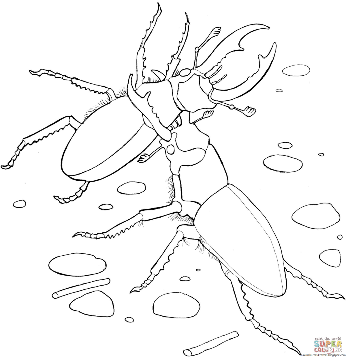 Жук олень разукрашка