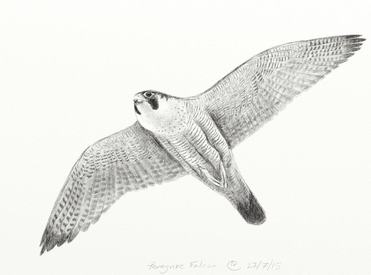 Сапсан птица раскраска