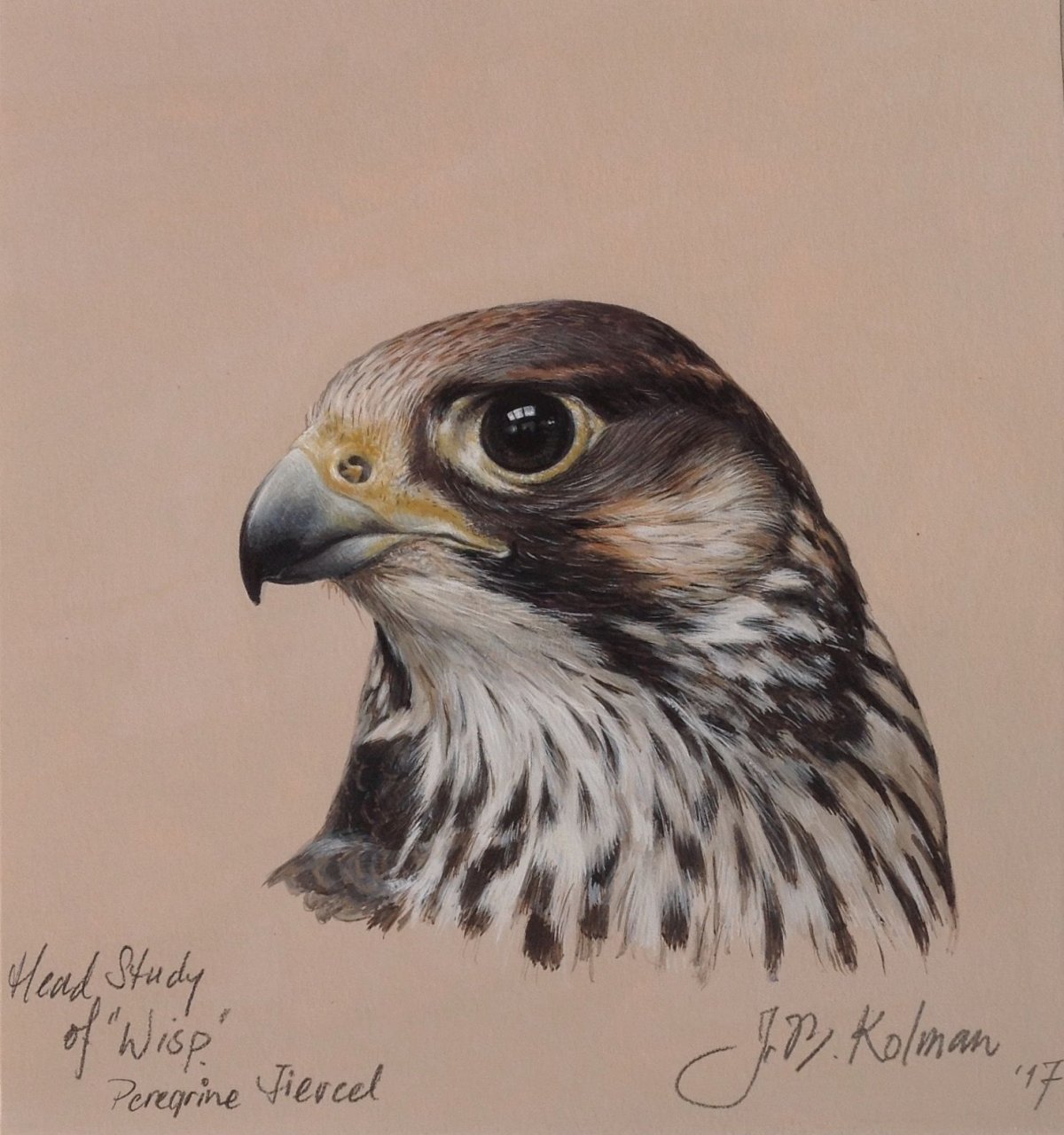 Хищные птицы акварелью