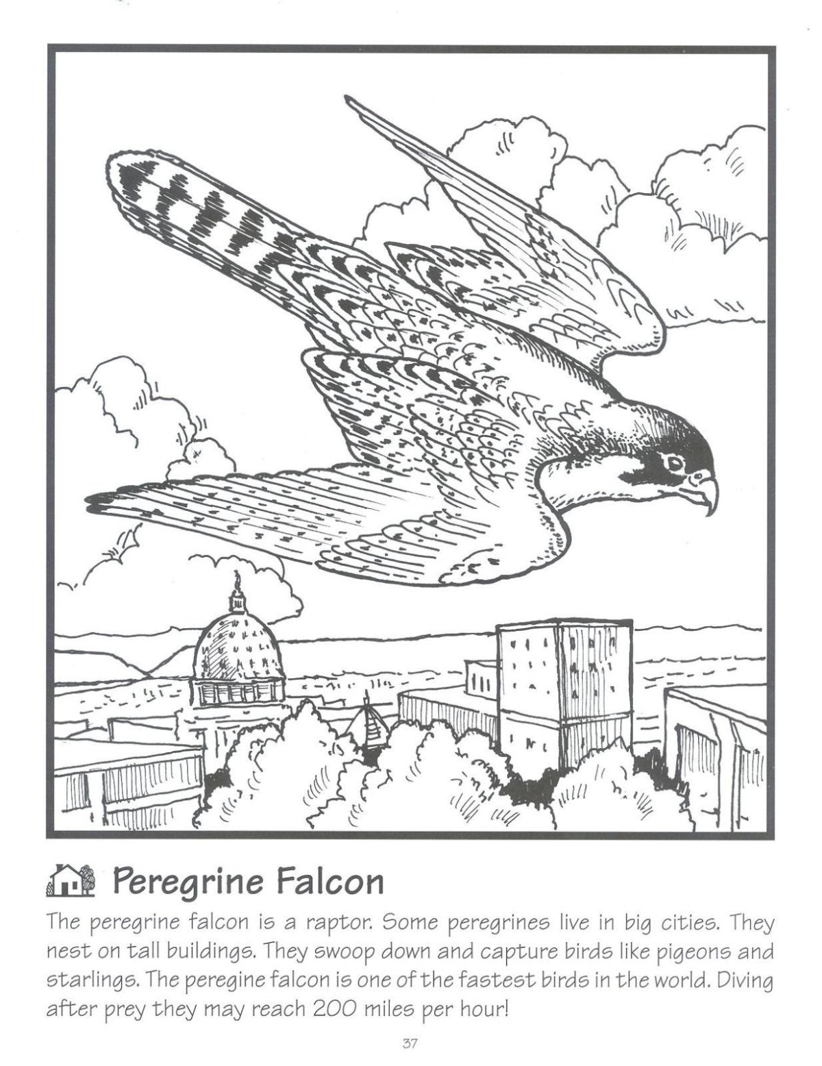 Сказка о Серебряном Соколе раскраска