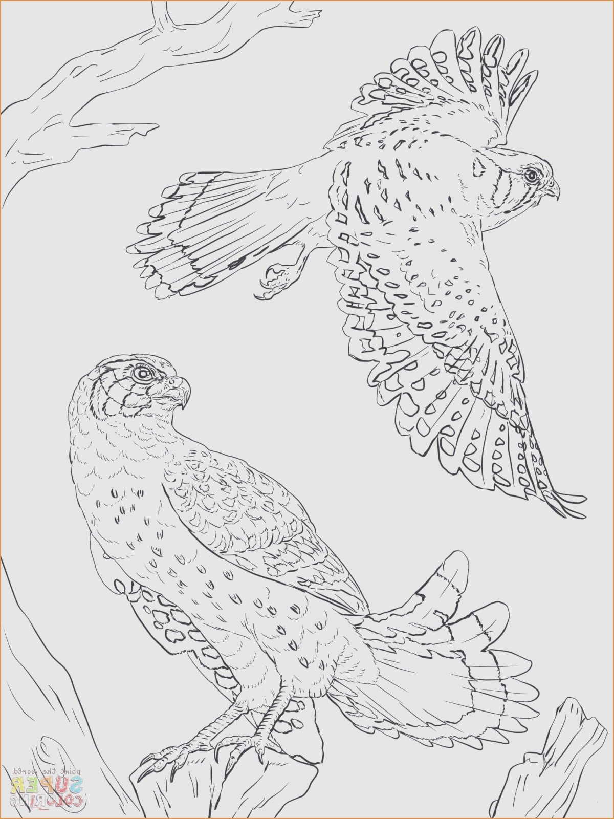 Сокол Сапсан разукрашка