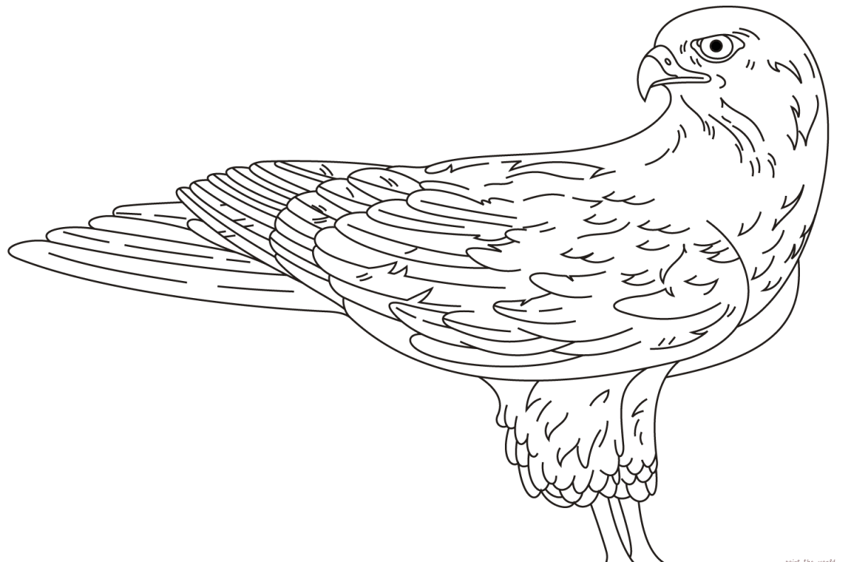 Сокол Сапсан раскраска