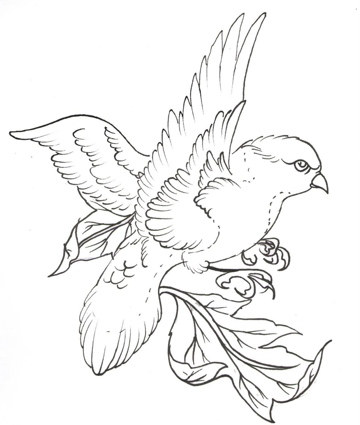 Птицы карандашом для срисовки