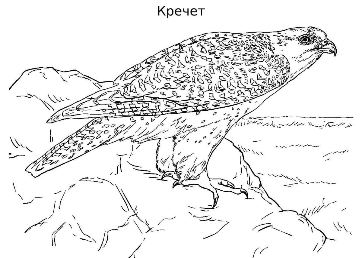 Сокол Сапсан раскраска