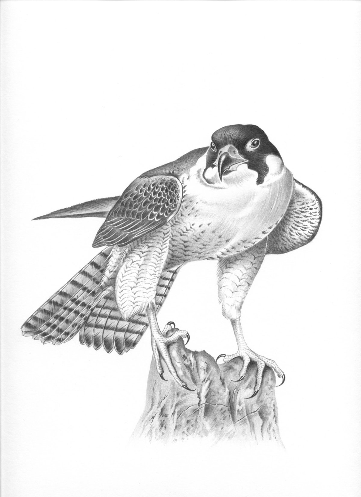 Сапсан Фенист Ясный Сокол