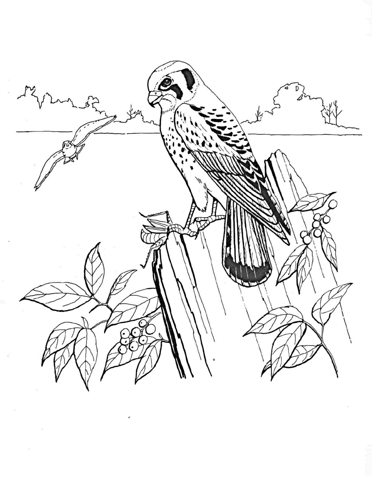 Пустельга раскраска