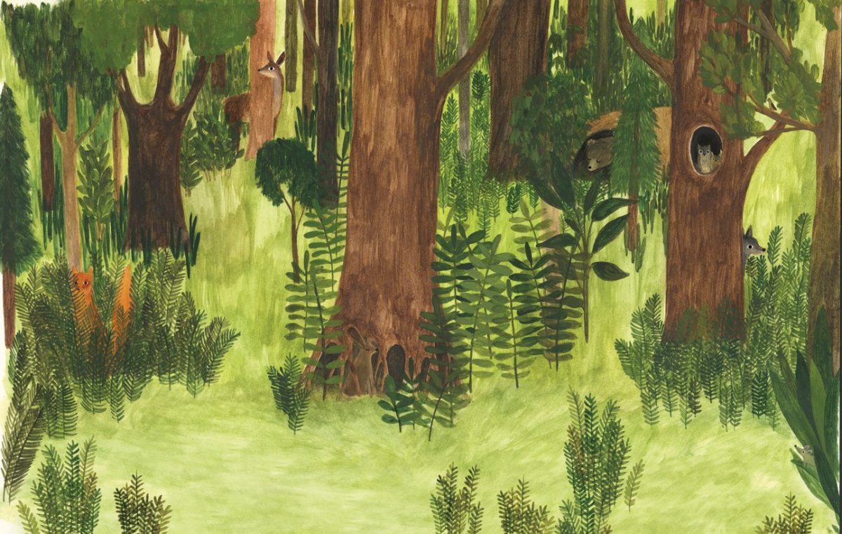 Иллюстрация этажи леса