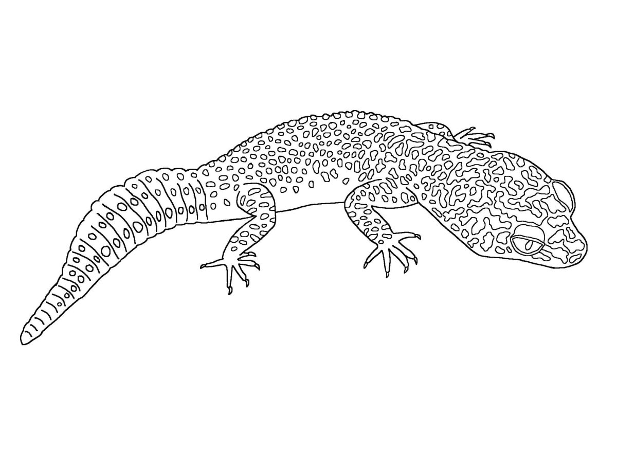 Ящерица раскраска
