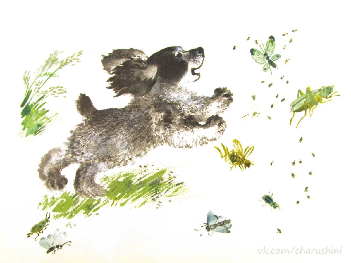 Чарушин собака