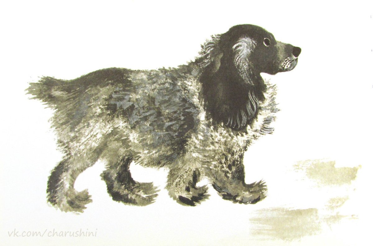 Чарушин про Томку книга