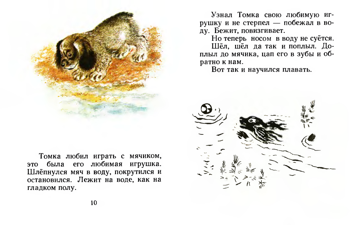 Собака Томка Чарушин