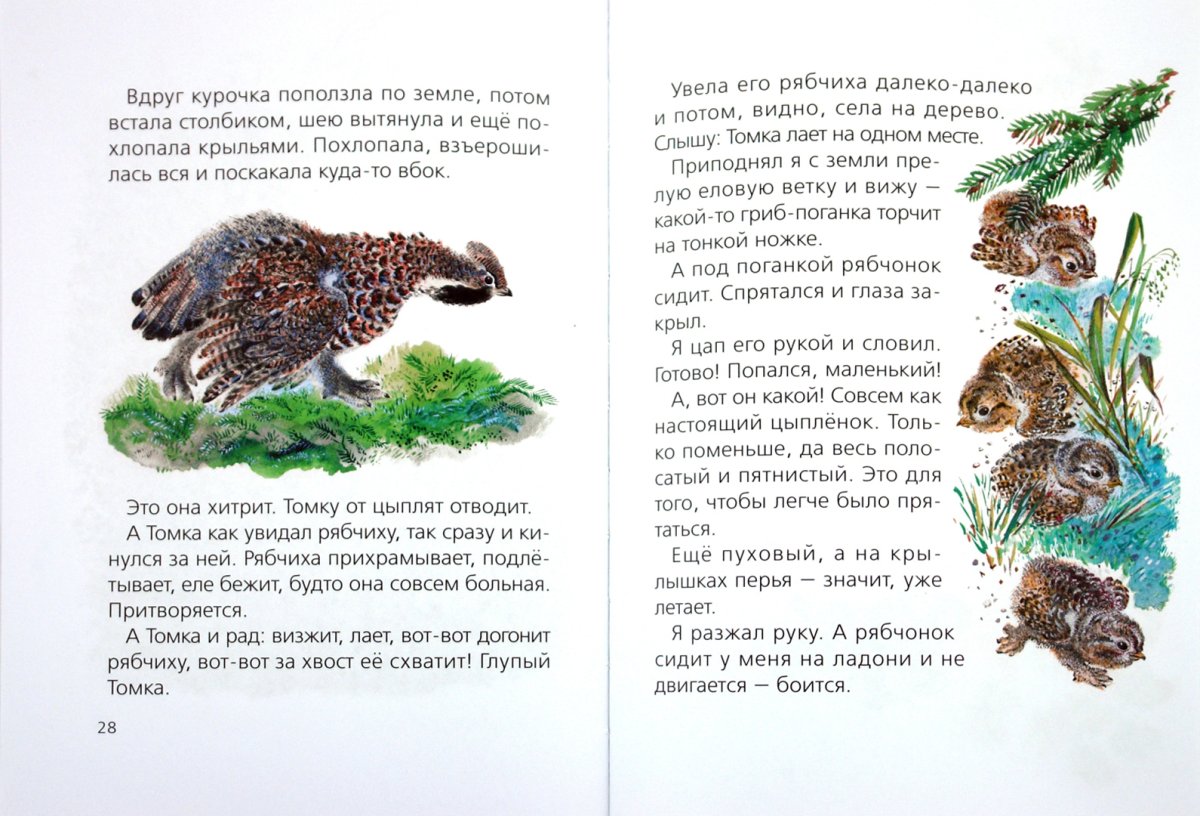 Евгений Чарушин Волчишко