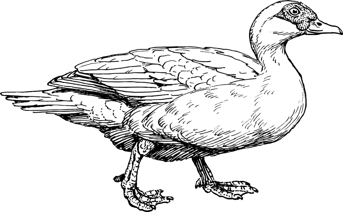 Селезень раскраска