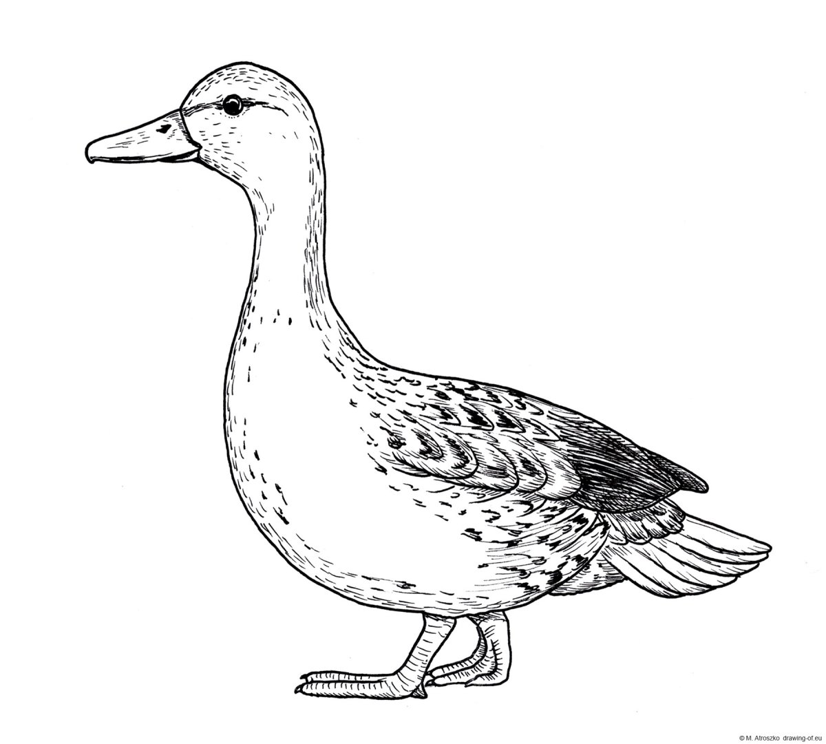 Кряква и селезень раскраска